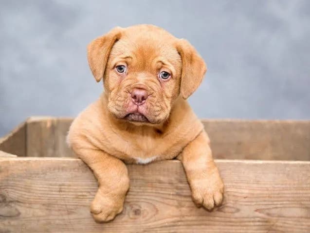 Quel chien vous correspond