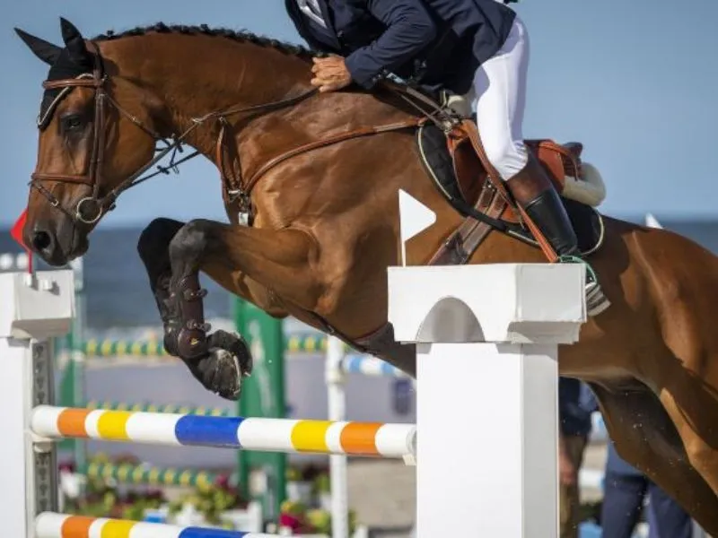 cheval-saut-obstacle