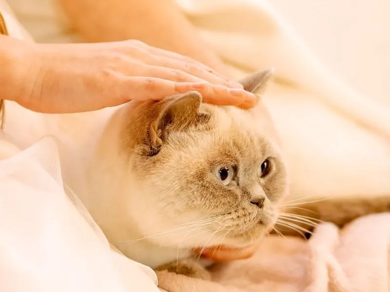 Soin énérgétique chat
