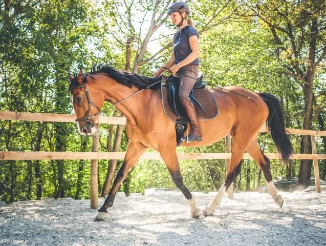 Cheval travail plat