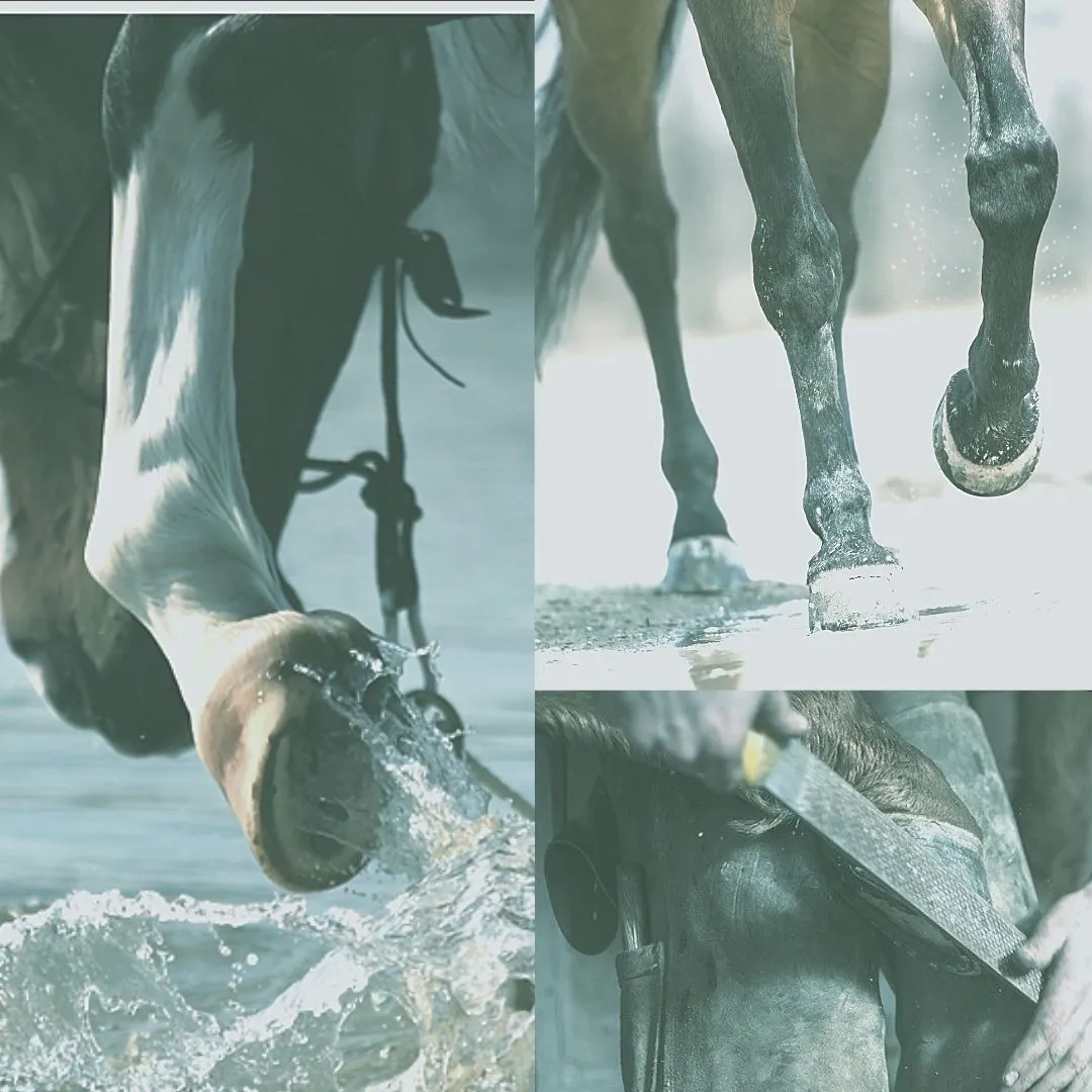 podologie-equine