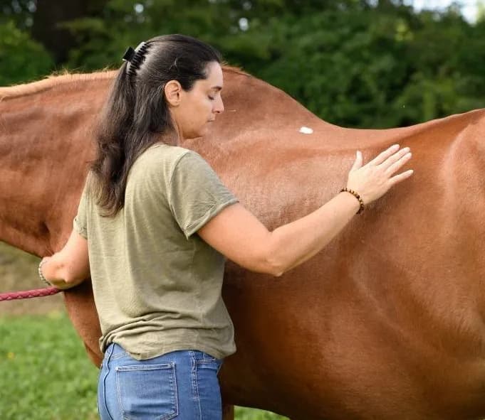 Soin energetique cheval