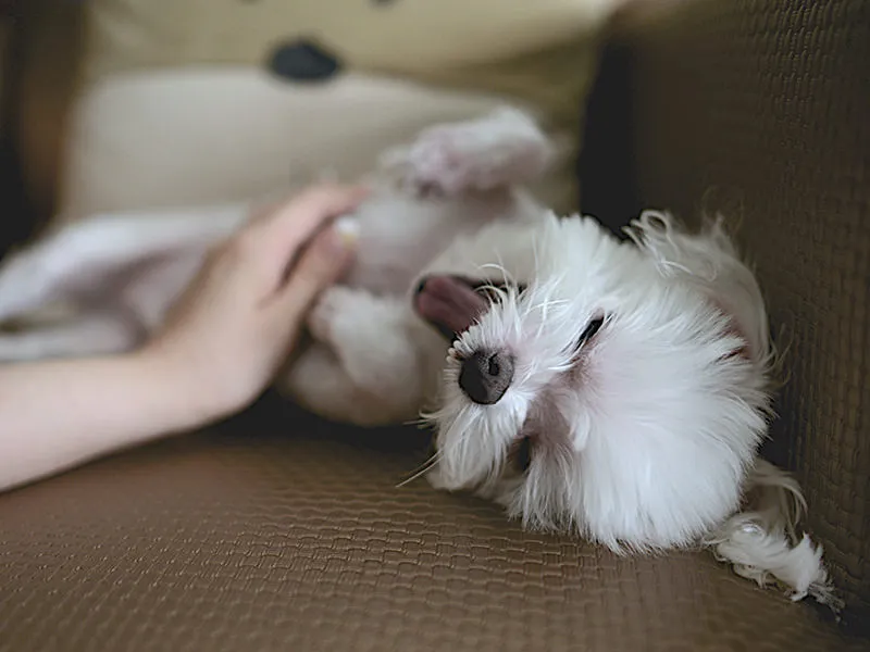 soin-energetique-chien