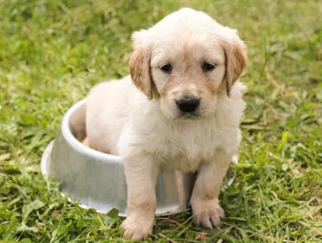 Education-chiot