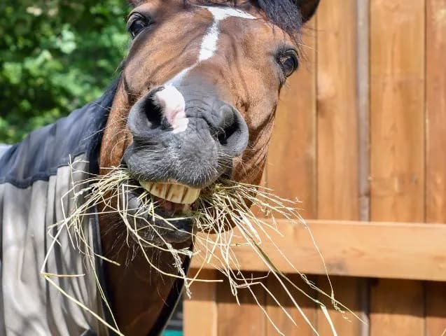 3-F-cheval-food-ou-fourrage