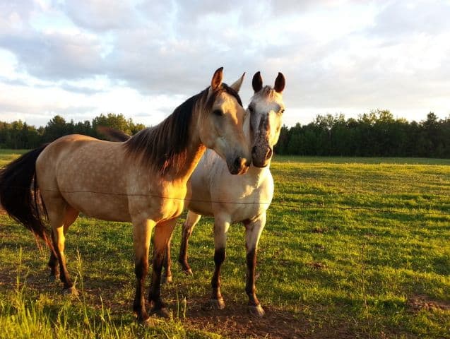 cheval-a-la-retraite