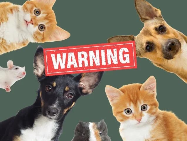 communication-animale-danger
