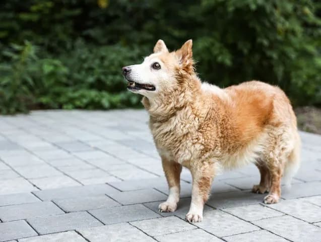chien-âgé
