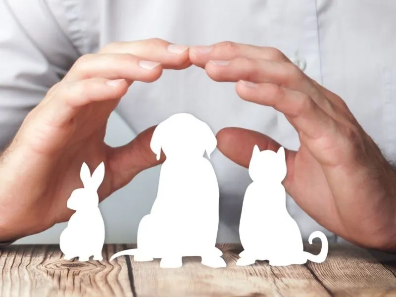 Soin energetique animaux