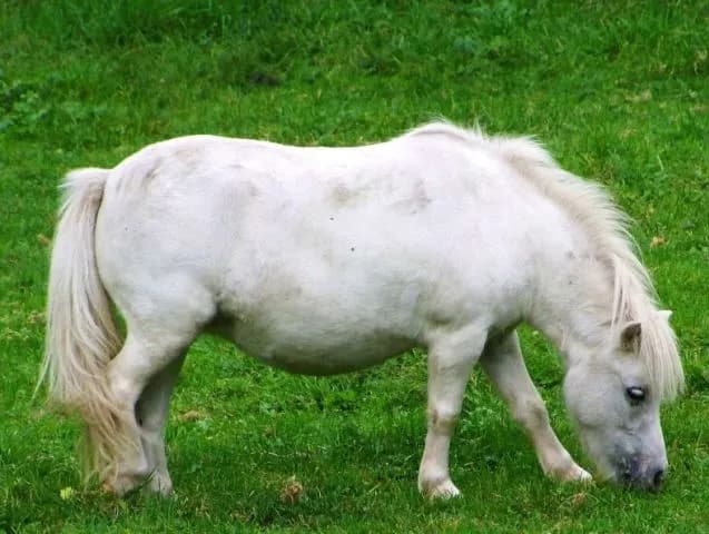 la-fourbure-chez-le-cheval