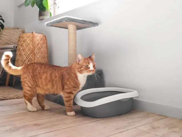 La malproprete chez le chat