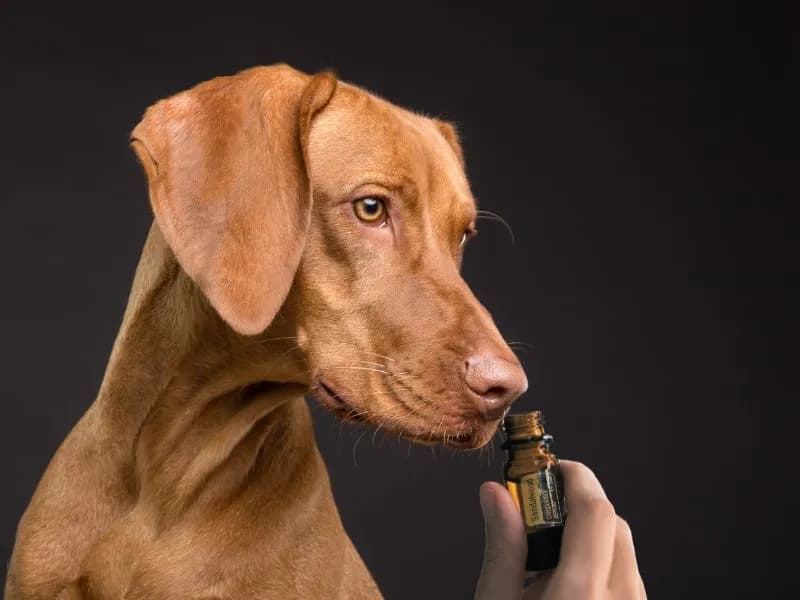 aromatherapie-veterinaire