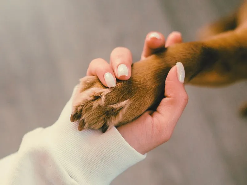 Communication animale chien