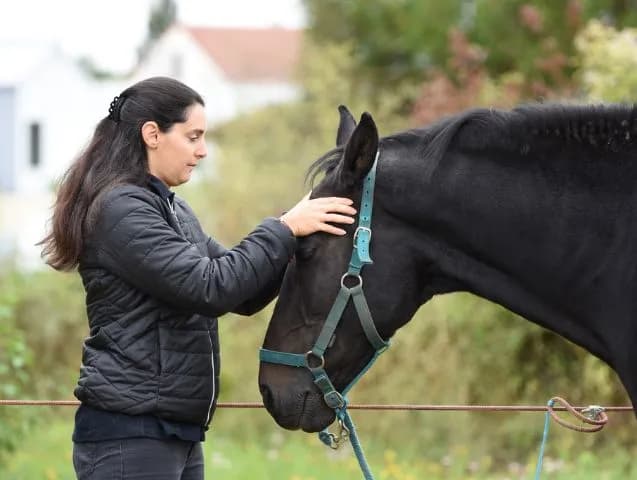 EFT-cheval