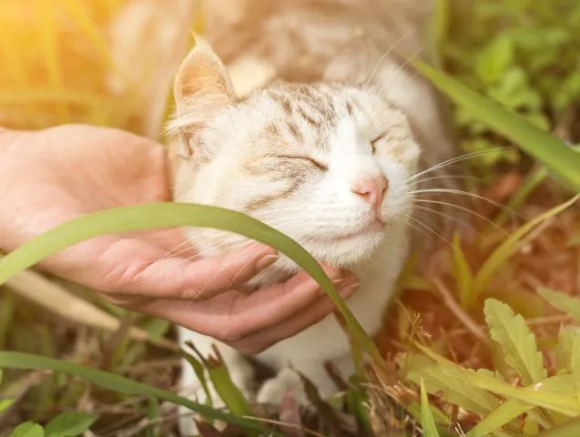 EFT-pour-chat