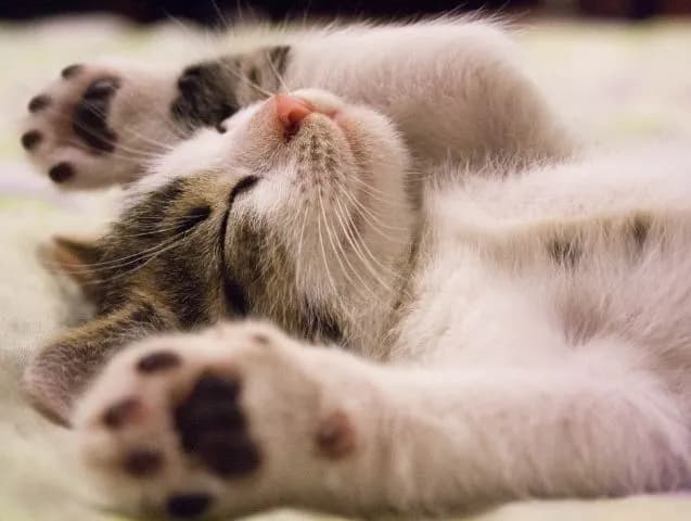 prendre-soin-de-son-chat