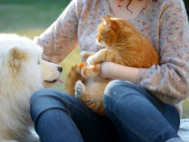 séance-de-communication-animale