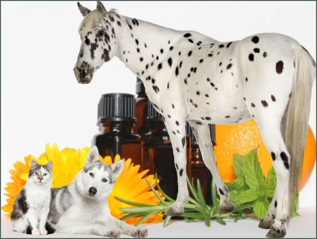 Article aromatherapie animale