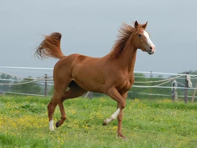 cheval-au-pre