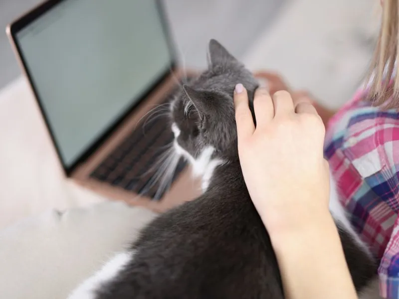 Chat et une femme qui suivent une formation en ligne