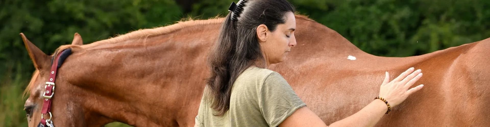 Soin énergétique sur un cheval alezan
