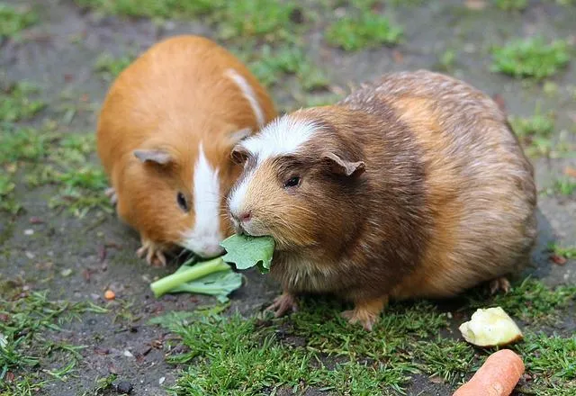 cochon-d'inde
