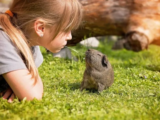 adopter un cochon d'inde