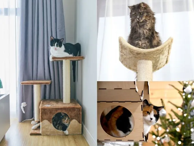 arbre-a-chat