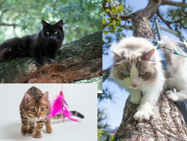 activites-chats-arbres