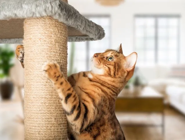 griffoir-chat