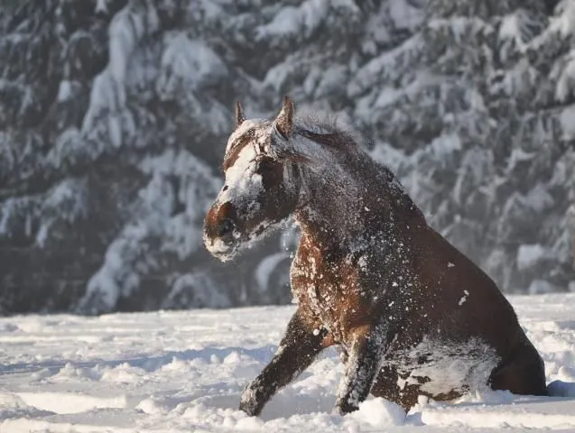 cheval-en-hiver