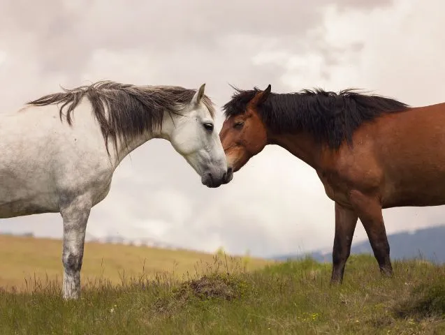3-F-cheval-friends