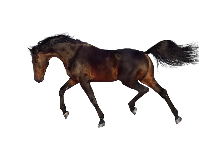 muscler-son-cheval