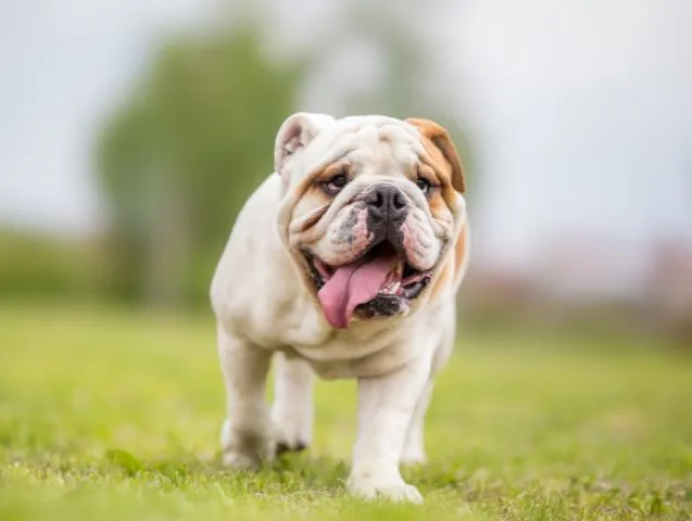 Rafraichir-son-chien